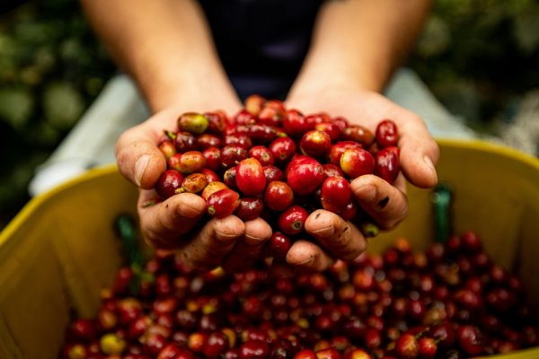 café, na parte de produtos