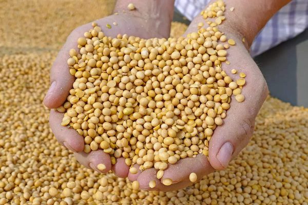 soja, parte de produtos